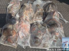 5일 돌문어 조황.(태풍 영향으로 8/14일부터 다시출조~) 사진