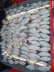 8/5. 군산. 뉴-발리호. 광어. 연속. 세자리수. 대박. 생미끼. 조황. 사진