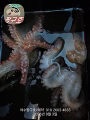 여수 짱구호  8월3일(월) 1.0k 문어 조황 사진