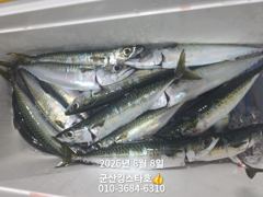 군산킹스타호(8/7)야간고등어 마무리 사진