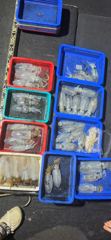 8월5일자 무늬오징어의 시즌 시작을 알리는 호조황이네요~ 사진