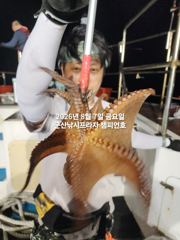 8월7일 야간문어 군산 챔피언호 실시간 조황 사진