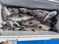 오늘의조황 - 8월 7일 우럭조황입니다 - 당진 대원피싱,배낚시,선상낚시 사진