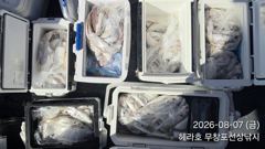 [백조기조황] 8/7 백조기 조황 사진