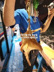 8/8일, 야간에 낚이는 군산문어~문어 본격시즌~실시간~ "생미끼, 민어,농어,광어 8월 평일~선비 빅이벤트(선비8만)"~~군산 챔피언호 사진