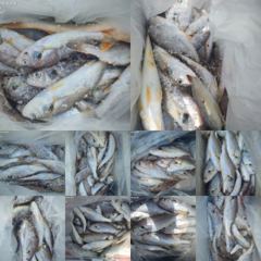 8/8, 군산 백조기 대박조황~~ "민어,농어,광어~8월 평일, 선비 빅이벤트(선비8만)"~내일도 갑니다~~ 군산 그랜드호 사진