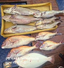 8.9 닉스2호 참돔타이라바조황 민어~참돔~ 사진