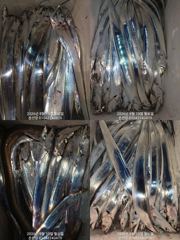 마산 내만갈치 은빛 물결에 손맛보고 입맛보고 오늘예약가능 정상 출항 사진