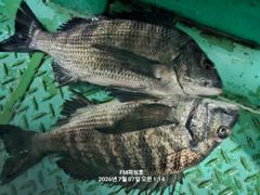 [거제] (거제 FM피싱호ㅡ감성돔흘림)~내일(수요일)부터 감성돔흘림 정상… 사진