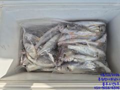 오늘의조황 - 8/12 블루오션2호 백조기&부세 조황!! 최대어 34cm!! - 홍원항 어부낚시 사진
