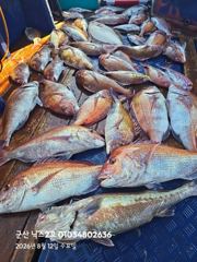 오늘의조황 - 8.12 닉스2호 참돔타이라바조황 - 군산 닉스호,배낚시 및 바다낚시 전문 사진