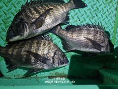 (거제 감성돔흘림 ㅡFM 피싱호)~낼(목요일)정상출조합니다 사진