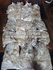 8월12일 굿조항 장원22수 군산 홈런호 야간 문어 마무리 조항 입니다! 준수한 사이즈 문어들이 제법 나와준 하루 였습니다.홈런호에 승선하신 조사님들 수고 하셨습니다. 사진