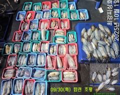 팁런 본시즌 폭발적인 마릿수 손맛!!! 오늘 출동합니다!!! 사진