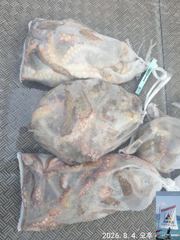 돌문어 출조 (광복절 휴일 15일,16일 17일 모집중) 사진