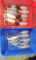 13일(목) 무늬오징어 야간팁런 - 8분이 127개 사진
