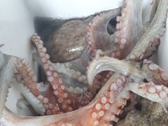 [진해] 돌문어 굵직한손맛 많이 빠지고 제법잡고.. ( 내일예약가능 ) 사진