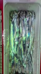 8월14일 적호조황 사진