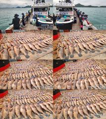 ♥붉바리들..이정도는 잡아봐야지요 초대박 붉바리조황입니다[2026년08월15일 ] ◎ 해마루호가 뜨는이유? 조황때문이죠 ◎ 핵심포인트: 바로진입.. 바로히트.. ▣ 차원이 다른 조황으로 모십니다 ▣ 요즘 붉바리낚시가 대세입니다 사진