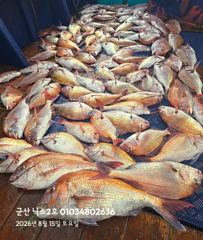 8.15 닉스2호 참돔타이라바 대박조황~~100수~~ 사진