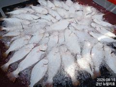 ▶ 8/15. 광어~생미끼. 조황. 뉴-발리호. 사진