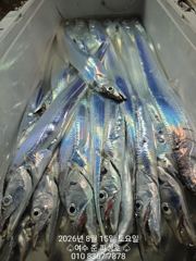 여수준피싱호 8월 15 일 입항 조황입니다 사진