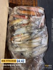 제주8화원호 폭우속 왕갈치 조황 사진