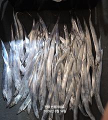 <내만 갈치>갈치사냥 갑니다~ 월,화,수~예약중 사진