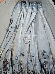 [통영대교피싱] 굵은 놈들만 골라채우기 화요일부터 자리여유 사진