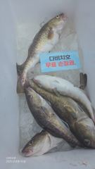 23.8.16일 대구라바 조황 입니다 사진