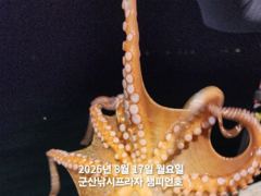 8/16일,야간 문어~ 부쩍 커진 문어-오늘도 야간 문어 갑니다… 사진