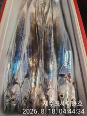 8월 17일 제주포세이돈호 갈치조황 입니다 사진