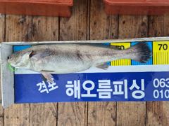 816 격포해오름호 대물급 민어 조황입니다 사진