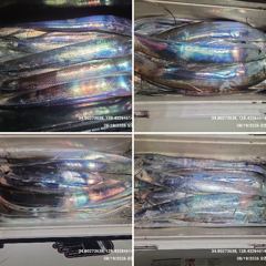 [ 갈치 텐빈 텐야 ] 쌍바늘 채비 물고 늘어 집니다. 사진