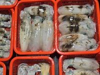 [진해] 18일 무늬오징어] 마릿수 엄청나고 200수 오바 (오늘 목 금… 사진