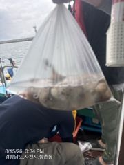 돌문어 물때좋습니다 내일부터 주간 야간 예약중 입니다 사진