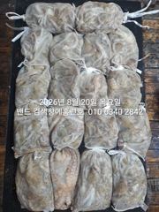 8월19일 굿조황 ...군산 홈런호 야간 문어 마무리 조황 입니다.홈런호에 승선하신 조사님들 수고 하셨습니다. 사진