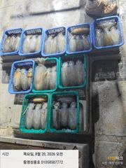 3분 무늬조황 손맛보고 빠짐도많고 계속예약중 새벽타임도요 사진