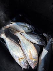 [통영] (08/20) 통영 풍화리 선외기 경동레저 백조기 무늬 조과 사진