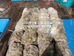8/20일, 군산야간문어~~제대로 나와요~마릿수 대박-오늘도 야… 사진