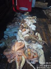 <여수 청홍낚시>물이 이렇게 안 가는데.. 장원 40수 이상!8월20일 여수 야간 문어낚시 조황 소식 입니다. 사진