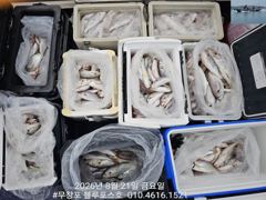 조황정보 - 8/21 백조기 조황 - 무창포선상낚시 사진