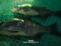 (FM 피싱호 ㅡ감성돔흘림 (오전낚시))~주말 정상출조합니다 함께하실 조사님들 초대합니다 사진