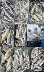 [백조기조황] 8월21일황금빛 팔뚝부세 왕백조기1인 340마리초대박 조황 사진