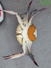 꽃게 사진
