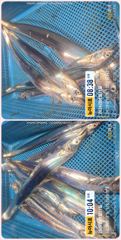 통영 뉴 아시아호>> 대박!! 70리터 얼음 녹이고 만쿨까지~~ 일요일부터 자리여유~ 사진