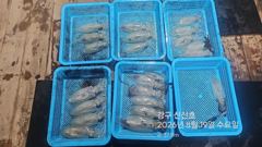 26.08.19 수요일 무늬오징어 조황 강구항 신신호팁런 선상낚시 사진