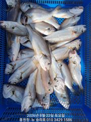 홍원항 ^^위풍당당^^ (뉴~승리호) ~긴급~ 내일 / 23일 (일요일) **황금빛 부세& 백조기** 출조 ^^행운^^에 도전 하실분은 연락 주세요!! 010ㅡ4437ㅡ5675 new 사진