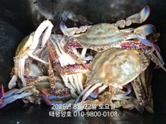 ★★ 8/22 [군산대일피싱] 태평양호 꽃게낚시 출조~! 사진