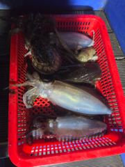 [고성] 무늬 팀런 다녀왔습니다 사진